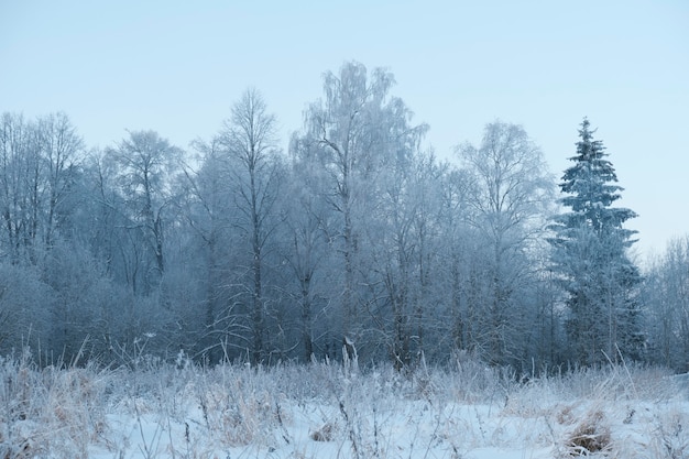 Belle nature du nord, paysage naturel avec de grands arbres en hiver glacial. Photo de haute qualité