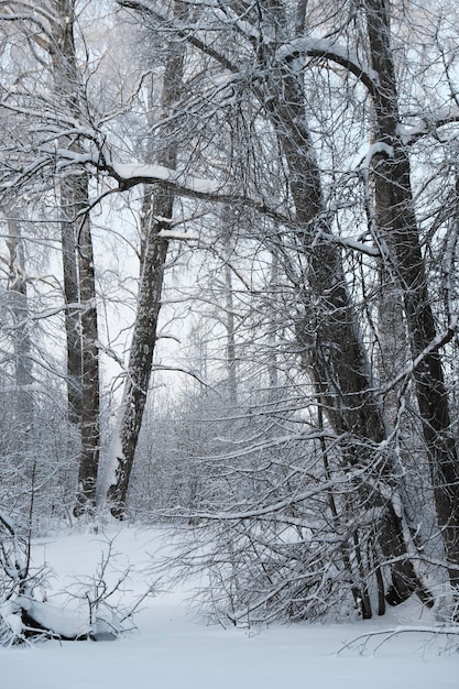 Belle nature du Nord, paysage naturel avec de grands arbres en hiver glacial