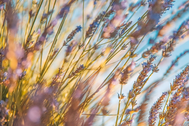 Belle nature écologique en gros plan. Fleurs de lavande et prairie. Fond d'herbe abstraite