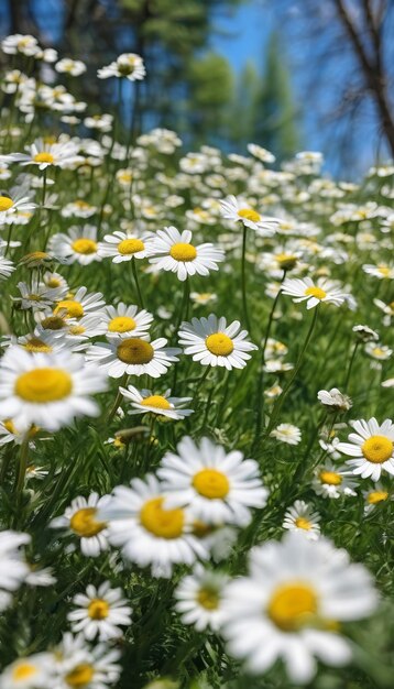 Belle nature de fond de printemps floue avec des camomilles en fleurs et un ciel bleu