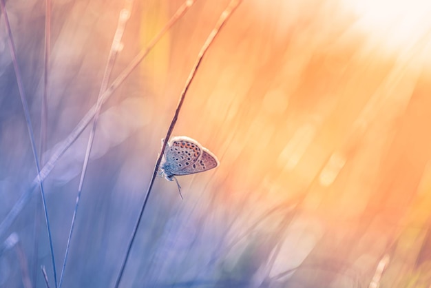 Photo belle nature en gros plan fleurs d'été et papillons sous la lumière du soleil brillant flou nature coucher de soleil