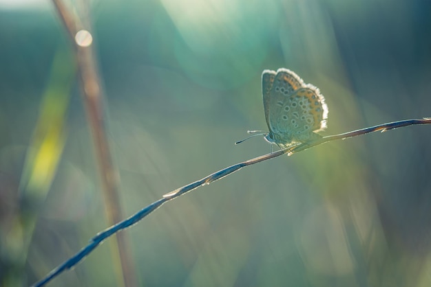 Photo belle nature en gros plan fleurs d'été et papillons sous la lumière du soleil brillant flou nature coucher de soleil