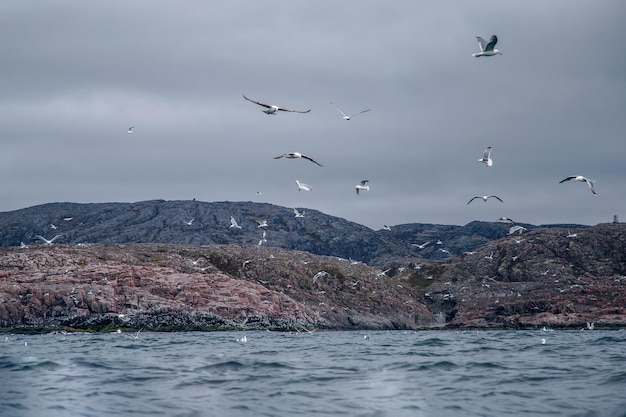 belle nature de la mer de Barents