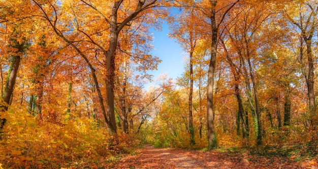 Belle nature panoramique de la forêt d'automne. Paysage vif dans des feuilles d'automne colorées avec des rayons de soleil