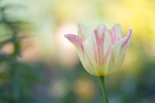 Belle nature printanière Belle fleur tulipe marjolettii en pleine croissance