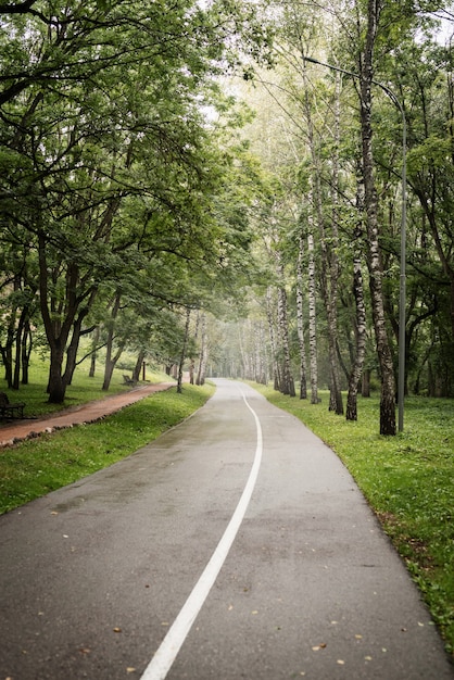 Belle nature. Route dans la forêt brumeuse verte