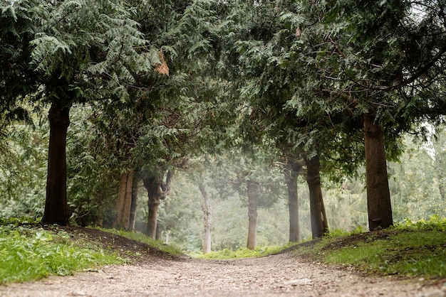 Belle nature. Sentier dans la forêt de pins brumeux