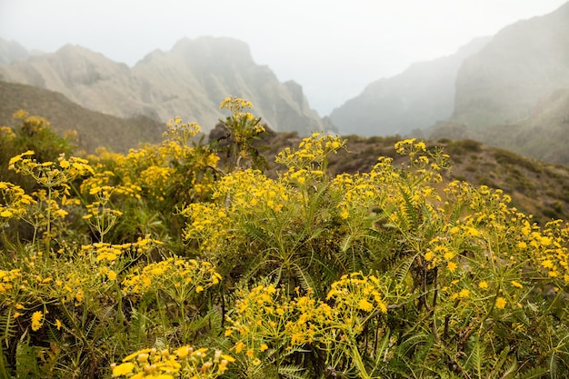 Belle nature à Tenerife Espagne