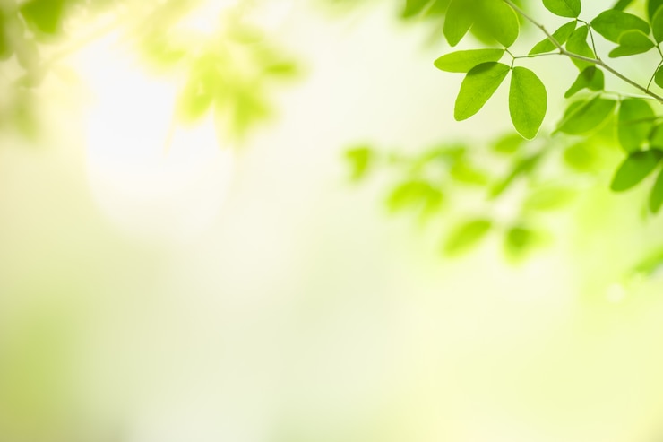Photo belle nature vue feuille verte sur fond de verdure floue sous la lumière du soleil avec bokeh et espace copie en utilisant comme arrière-plan paysage de plantes naturelles, concept de papier peint écologie.