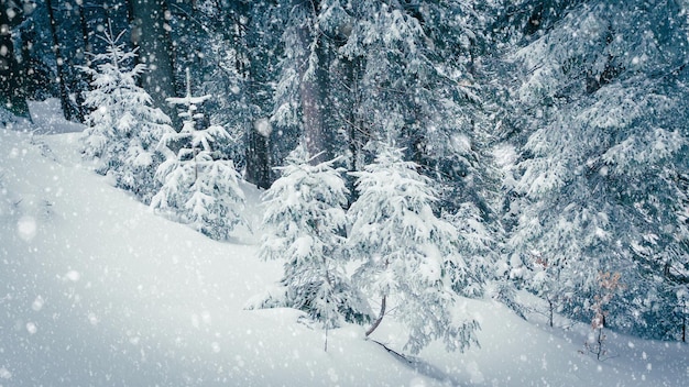 Belle neige pelucheuse sur les branches d'arbres La neige tombe magnifiquement des branches d'épinette Arbres de conte de fées d'hiver en captivité dans la neige Il neige vidéo de séquences d'hiver