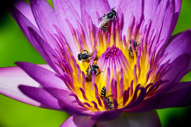 Belle nénuphar ou fleur de lotus avec abeille.