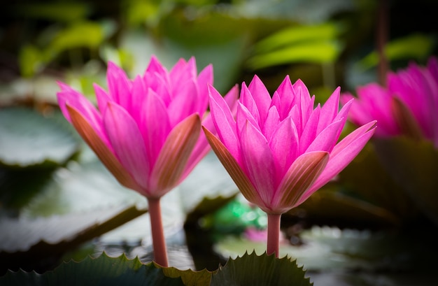 Belle nénuphar rose du Bangladesh