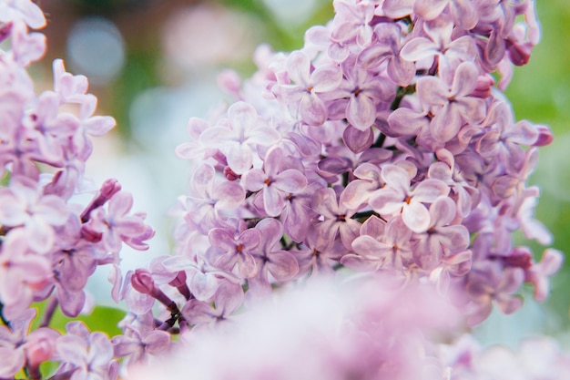 Belle odeur de fleurs de lilas violet violet au printemps gros plan des brindilles de fleurs de lilas en...