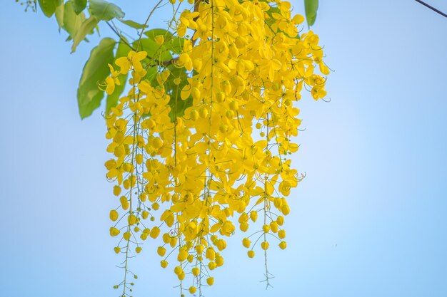 Belle of cassia tree golden shower tree Fleurs jaunes de fistule de Cassia sur un arbre au printemps Fistule de Cassia connue sous le nom d'arbre de pluie d'or ou d'arbre de douche fleur nationale de Thaïlande