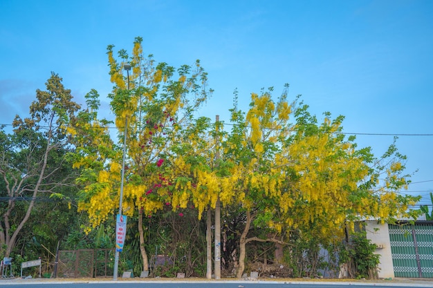 Belle of cassia tree golden shower tree Fleurs jaunes de fistule de Cassia sur un arbre au printemps Fistule de Cassia connue sous le nom d'arbre de pluie d'or ou d'arbre de douche fleur nationale de Thaïlande