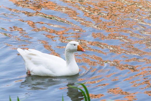 Belle oie blanche dans le lac