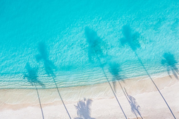 Belle ombre de palmiers sur la plage de sable et l'océan turquoise d'en haut. Nature estivale incroyable