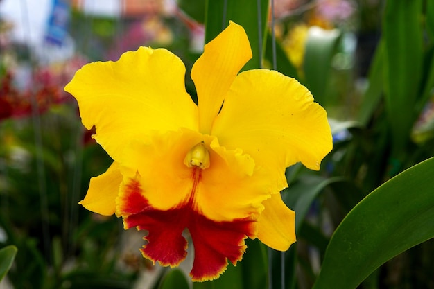 Belle orchidée Cattleya jaune dans le jardin.