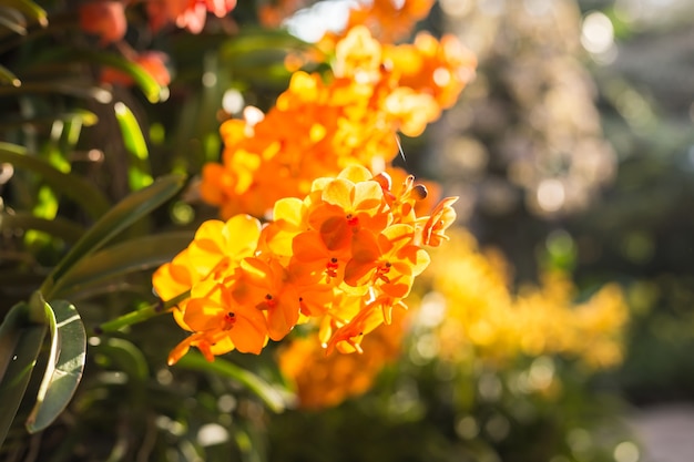 Belle orchidée dans un jardin public au nord de la Thaïlande