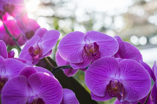 Belle orchidée dans un jardin public au nord de la Thaïlande