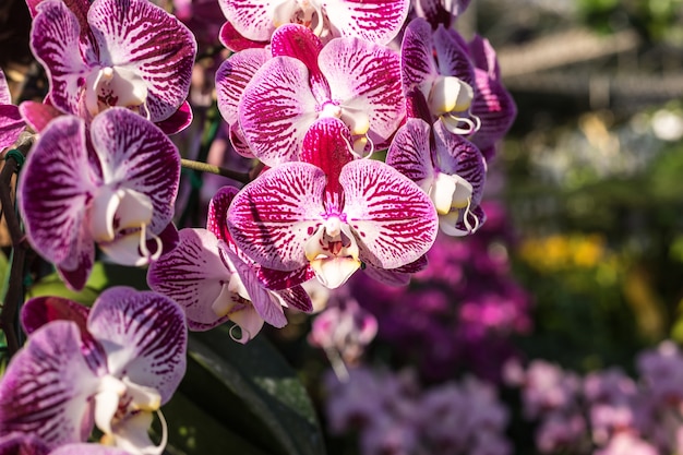 Belle orchidée dans un jardin public au nord de la Thaïlande