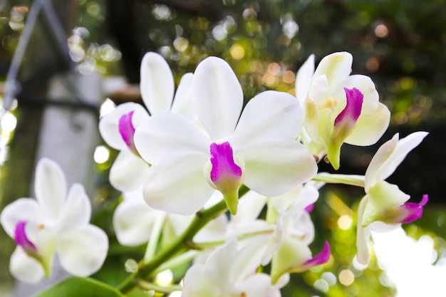 Belle orchidée dans le jardin