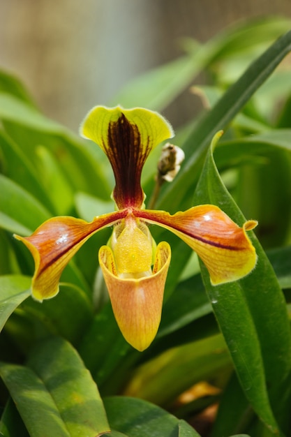 Belle orchidée dans le jardin