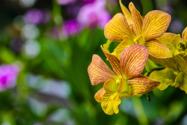 Belle orchidée dans le jardin.