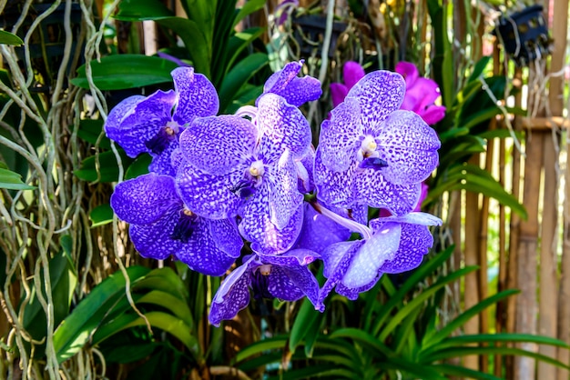 Belle orchidée du jardin