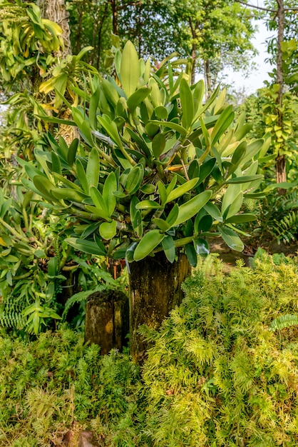 Belle orchidée du jardin