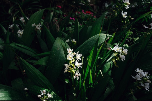 Belle orchidée fleur exotique dans une serre en Thaïlande