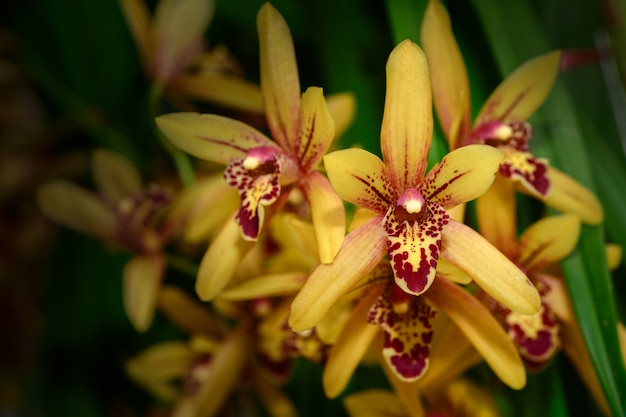 Belle orchidée fleur de Spathoglottis jaune