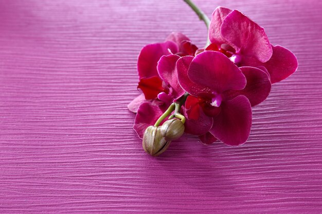 Belle orchidée en fleurs sur un fond de couleur
