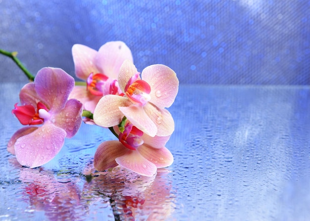 Belle orchidée en fleurs avec des gouttes d'eau sur fond de couleur claire