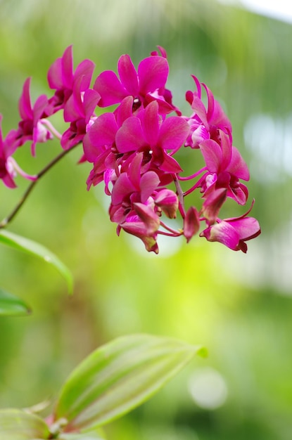 Belle orchidée sur fond vert