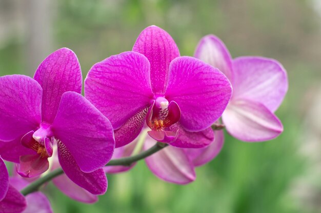 Belle orchidée sur fond vert