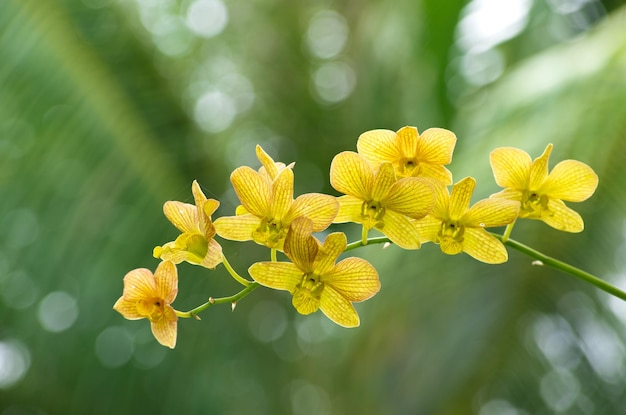 Belle orchidée sur fond vert