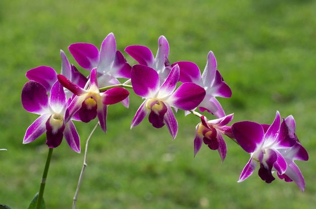 Belle orchidée sur fond vert