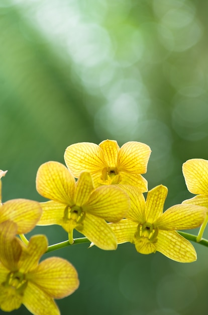 Belle orchidée sur fond vert