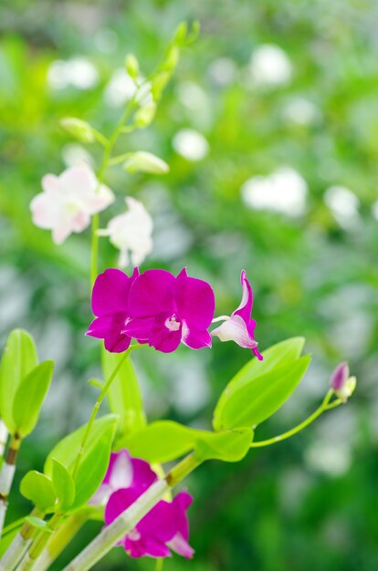 Belle orchidée sur jardin verdoyant