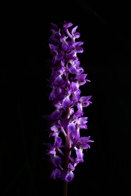 Belle orchidée lilas sur fond noir