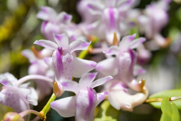 Belle orchidée à odeur douce dans le jardin, Rhynchostylis coelestis