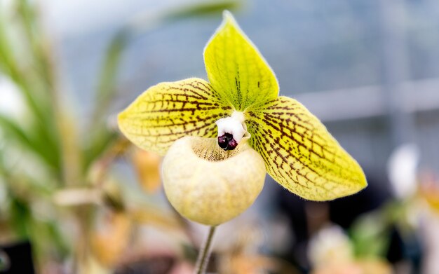 Belle orchidée phalaenopsis jaune cultivée en serre