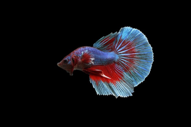 Belle orchidée poisson betta demi-lune sur fond noir