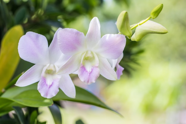 Belle orchidée pourpre blanche