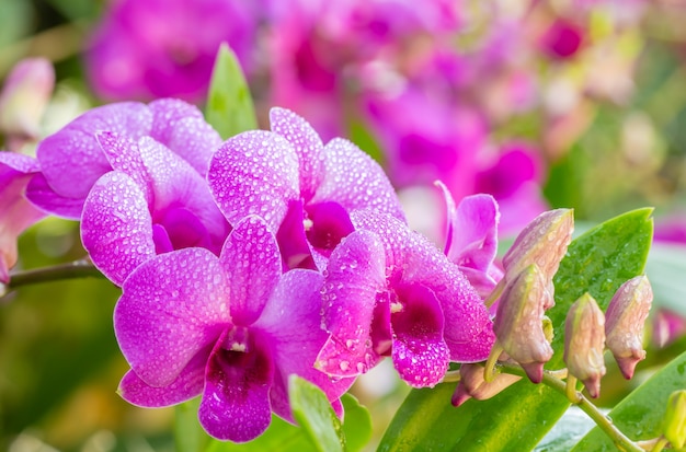 Belle orchidée pourpre, Dendrobium.