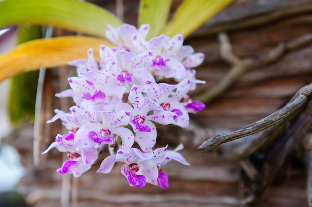 Belle orchidée pourpre