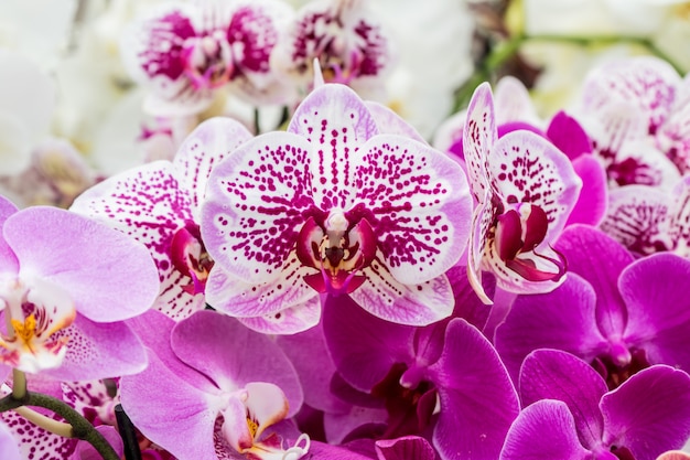 Belle orchidée rose et blanche