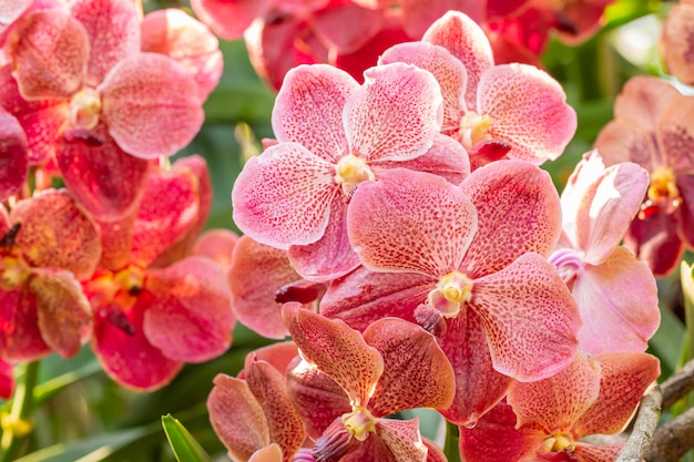 Belle orchidée rouge, Vanda.