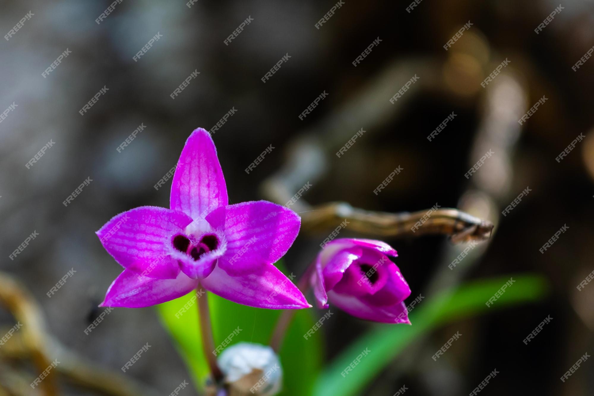 Belle Orchidée Sauvage Violette Qui Fleurit Sur Un Fond De Nature Douce Et  Floue | Photo Premium